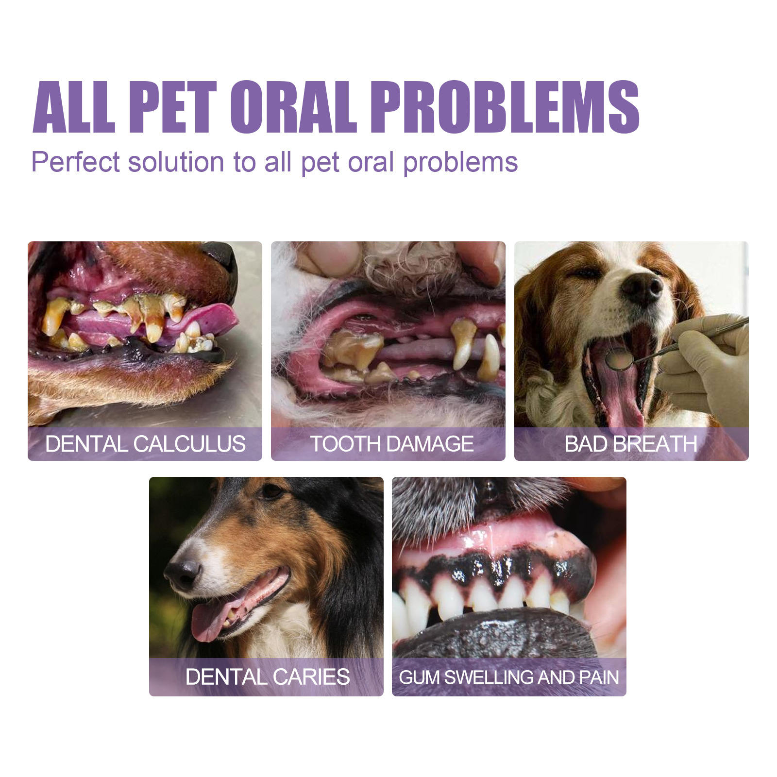 Pet Oral Repair Gel Puppy Tart - Teeth Whitening Clinic recensie en prijs